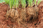 VETIVER