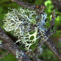 OAKMOSS