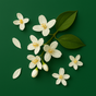 JASMINE